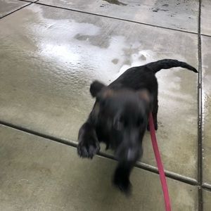 Meet your Posher, Morgan